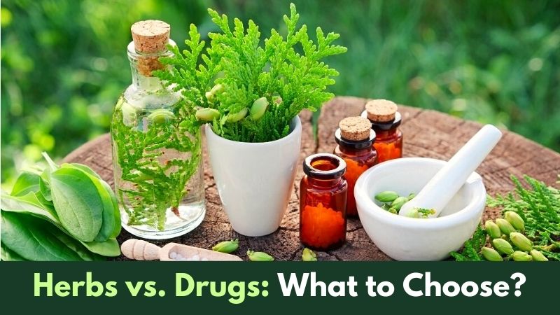 Herbs vs. Drugs What to Choose